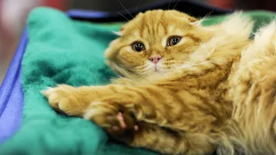 Фейсконтроль для кошки: разработана шкала диагностики боли у животных |  Статьи | Известия