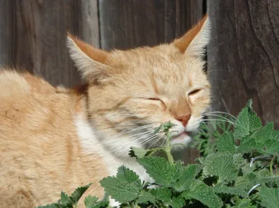 4 растения, от которых кошки сходят с ума | Котская жизнь | Дзен