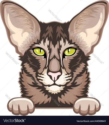 Ориентальная кошка картинка #349613 - Цвет ориентальной короткошерстной  кошки выглядывает из векторного изображения - скачать
