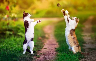 Обои зелень, кошка, лето, трава, кот, кошки, природа, поза, прыжок,  черно-белый, бабочка, коты, две, лапы, пара, охота картинки на рабочий  стол, раздел кошки - скачать