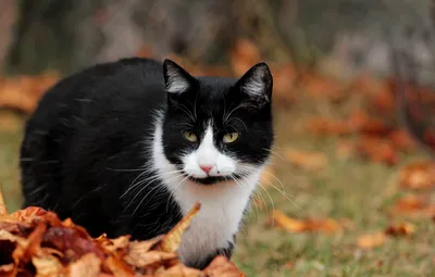 Обои осень, кот, листья, кошки, животное, коты картинки на рабочий стол,  раздел кошки - скачать