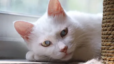 Что делают кошки, когда хозяев нет дома - Питомцы Mail.ru