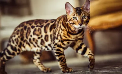 Кошки с леопардовым окрасом: породы домашних кошек