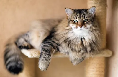 Ученые: домашние кошки становятся похожими на своих хозяев — Naked Science