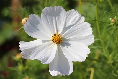 Фотография боке белые Космея цветок вблизи