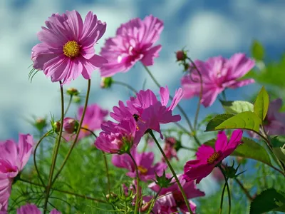 обои : Космея, цветы, Травы, Резкий, Крупным планом 1600x1200 - 4kWallpaper  - 1085096 - красивые картинки - WallHere