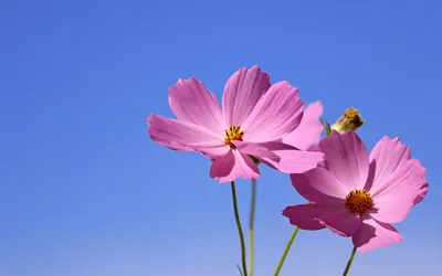 Фото две розовая Космея цветок 3840x2400