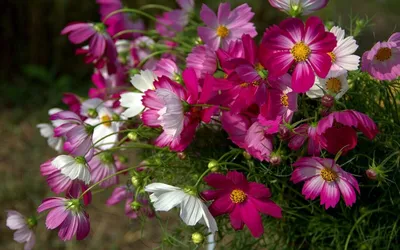 Цветы космеи - 64 фото