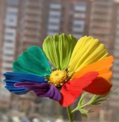 Цветы: Космея Цветик-семицветик из холодного фарфора – заказать на Ярмарке  Мастеров – PW0CORU | Композиции, Краснодар
