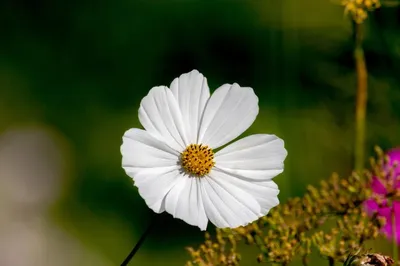 Красивый белый цветок космея в садуxa | Премиум Фото