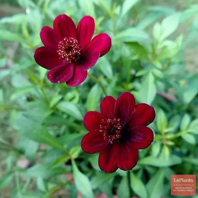 Космея кроваво-красная (Cosmos atrosanguineus) — описание, выращивание,  фото | на LePlants.ru