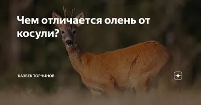 Как отличить оленя от косули? | Dropi.ru | Дзен
