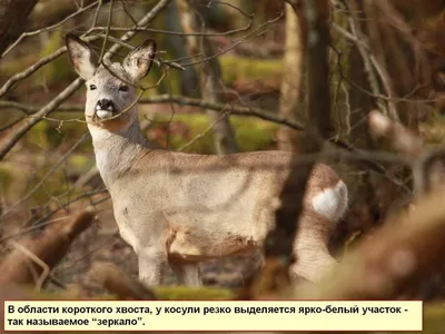 Мясные изделия из дичи и улитки . Консервы из лося , колбасы из кабана ,  консерва из оленя , консерва из косули , консервы из дикого кабана ,  консервы из улитки ,