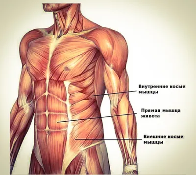 Тренировки: Косые мышцы