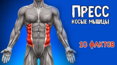 ПРЕСС (КОСЫЕ МЫШЦЫ). 10 Фактов. БИОМЕХАНИКА, ТРЕНИРОВКИ, АНАТОМИЯ. - YouTube