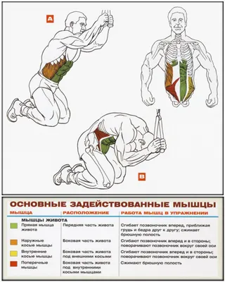 Тренировка на мышцы живота для мужчин — лучшие упражнения