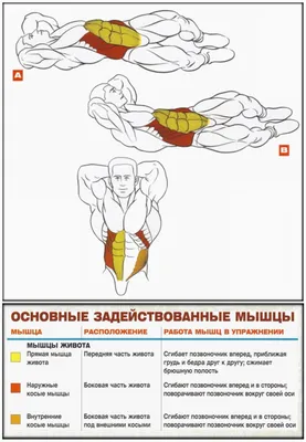 Косые скручивания - техника выполнения упражнения, как правильно выполнять  упражнение