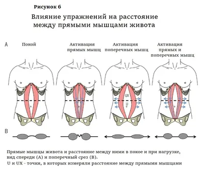 Анатомия : Мышцы живота.