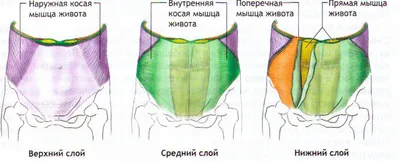 Диастаз прямых мышц живота: кто виноват и что делать? | FPA