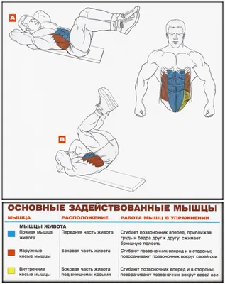 Как накачать пресс в домашних условиях? Основные упражнения и рекомендации  для эффективных занятий от тренера: ЗОЖ и фитнес: Спорт: Lenta.ru