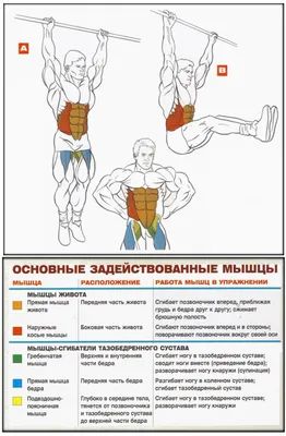 Наружная косая мышца живота — как качать? Биомеханика и лучшие упражнения