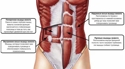 Топ-3 эффективных упражнений для косых мышц живота и пресса, как и зачем  качать идеальный пресс - Чемпионат