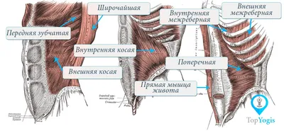 Косые мышцы живота: упражнения на пресс для мужчин и женщин