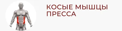 Косые мышцы живота: упражнения на пресс для мужчин и женщин