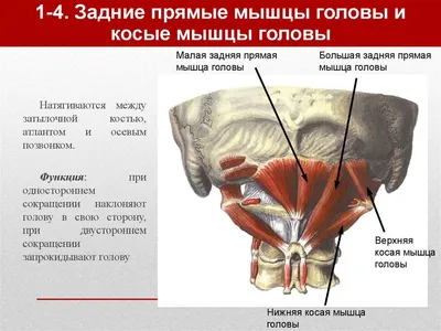 Внутренняя косая мышца живота — SportWiki энциклопедия