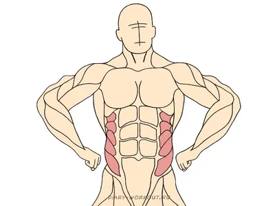 Лучшее упражнение на косые мышцы. Боковые подъемы корпуса для косых мышц  живота | Фитнес тренер Юрий Спасокукоцкий | Дзен