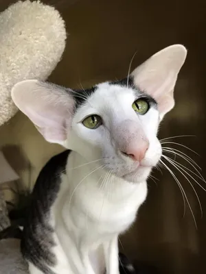 Кот с большими ушами порода ориентал - 75 фото