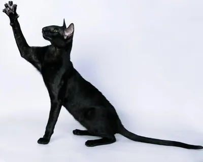Черный ориентальный кот - 48 фото