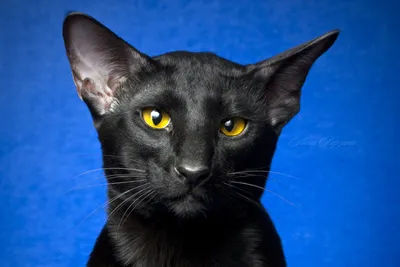 Портрет чёрного кота-ориентала с жёлтыми глазами | Обои для телефона