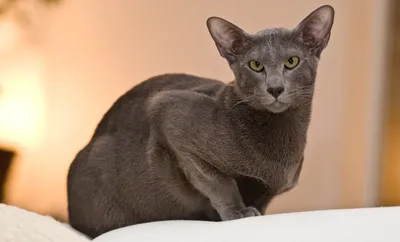 Ориентальная - описание породы кошек: характер, особенности поведения,  размер, отзывы и фото - Питомцы Mail.ru