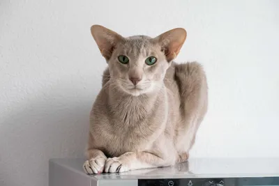 Ориентальная кошка: описание породы, 20+ фото, цена котят