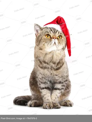 милый белый кот в новогодней шапке PNG , кошка, рождественская шапка, шляпа  Санты PNG рисунок для бесплатной загрузки