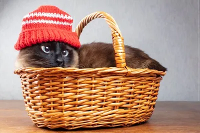 Кружка \"Кружка белая мемы кот в шапке лягушки - 6160\", 330 мл - купить по  доступным ценам в интернет-магазине OZON (410142490)