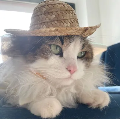 Кот в шляпе | Kitten food, Kitten, Cowboy hats