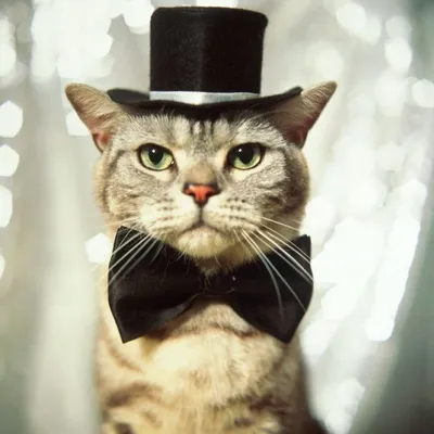Рисунок котик в шляпе - 57 фото