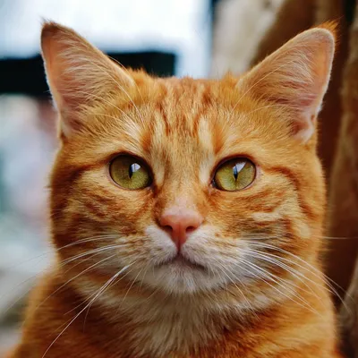 Комендантский час для кошек хотят ввести в Австралии - 16.07.2021, Sputnik  Беларусь