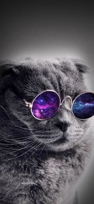 Обои вселенная кошка, кот, пес, котенок, нос для iPhone X / XS бесплатно,  заставка 1125x2436 - скачать картинки и фото