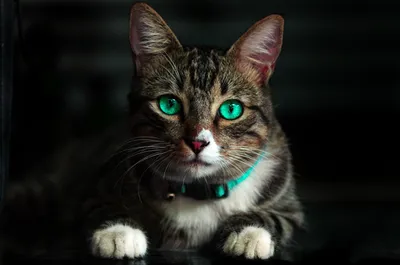 Кот с зелеными глазами - 49 фото