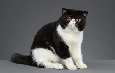 Обои кошка, кот, взгляд, поза, черно-белый, сидит, экзот картинки на  рабочий стол, раздел кошки - скачать