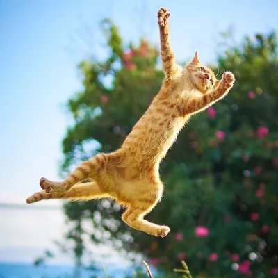 Рыжий кот в прыжке - 37 фото