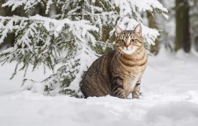 Обои зима, кошка, кот, снег, котейка, Максим Вышарь картинки на рабочий  стол, раздел кошки - скачать