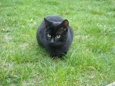 Чёрный кот — Википедия
