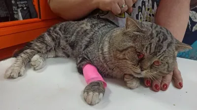 В Тюменской области нашли замученного живодером кота | Ямал-Медиа