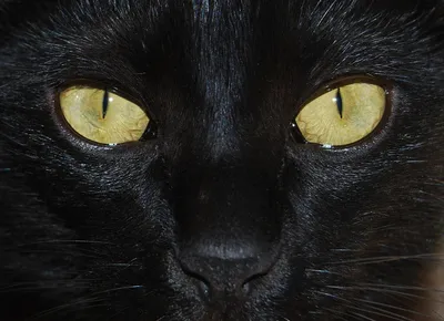 Лицо черного кота - картинки и фото koshka.top