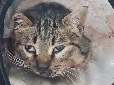 Сбитого кота Андрея подобрали и спасают в Твери - ТИА