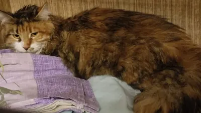 Житель Ноябрьска выкинул кота из окна многоэтажки — зоозащитники |  Ямал-Медиа